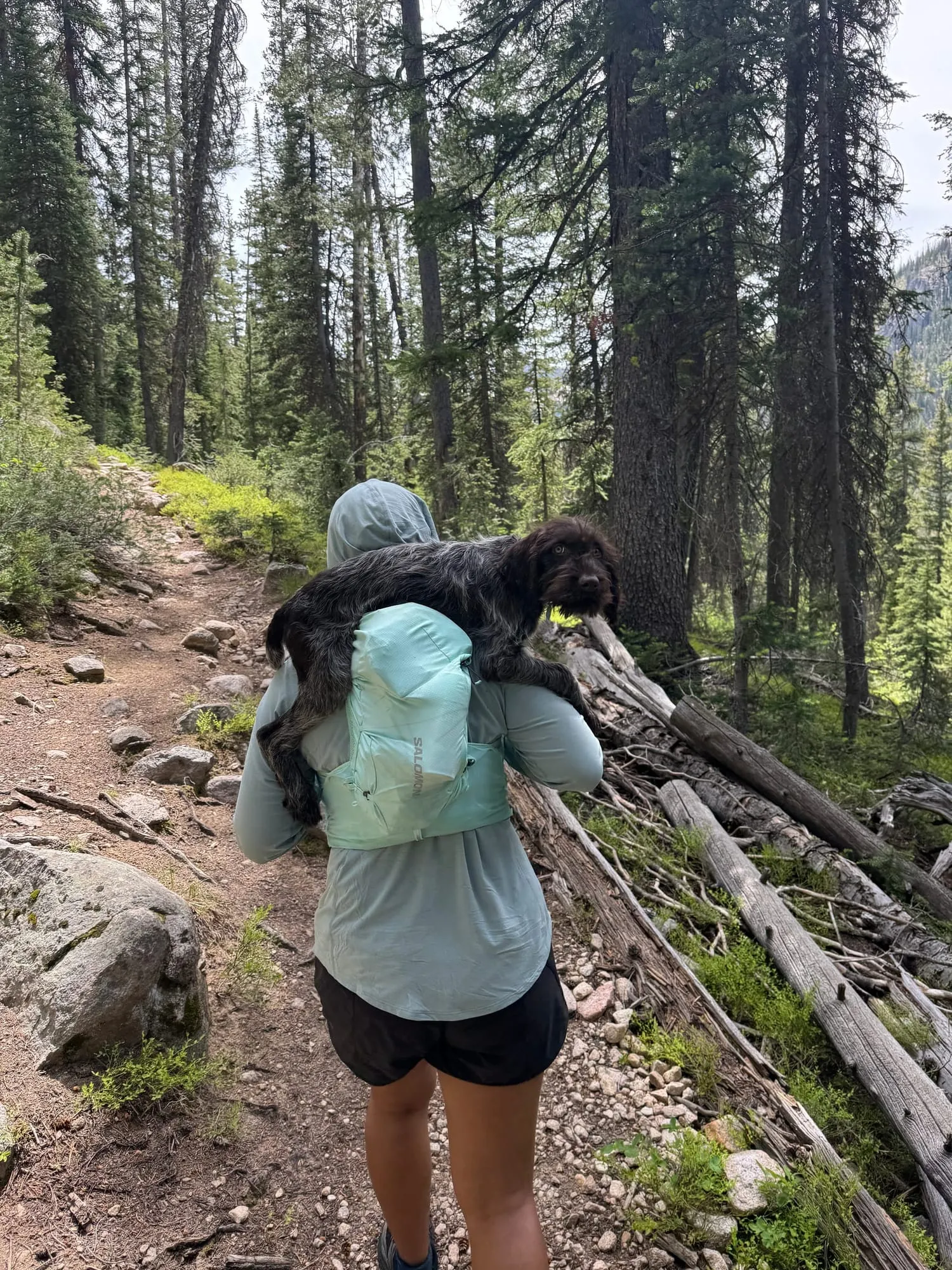 A puppy riding in a backpack on a forest trail