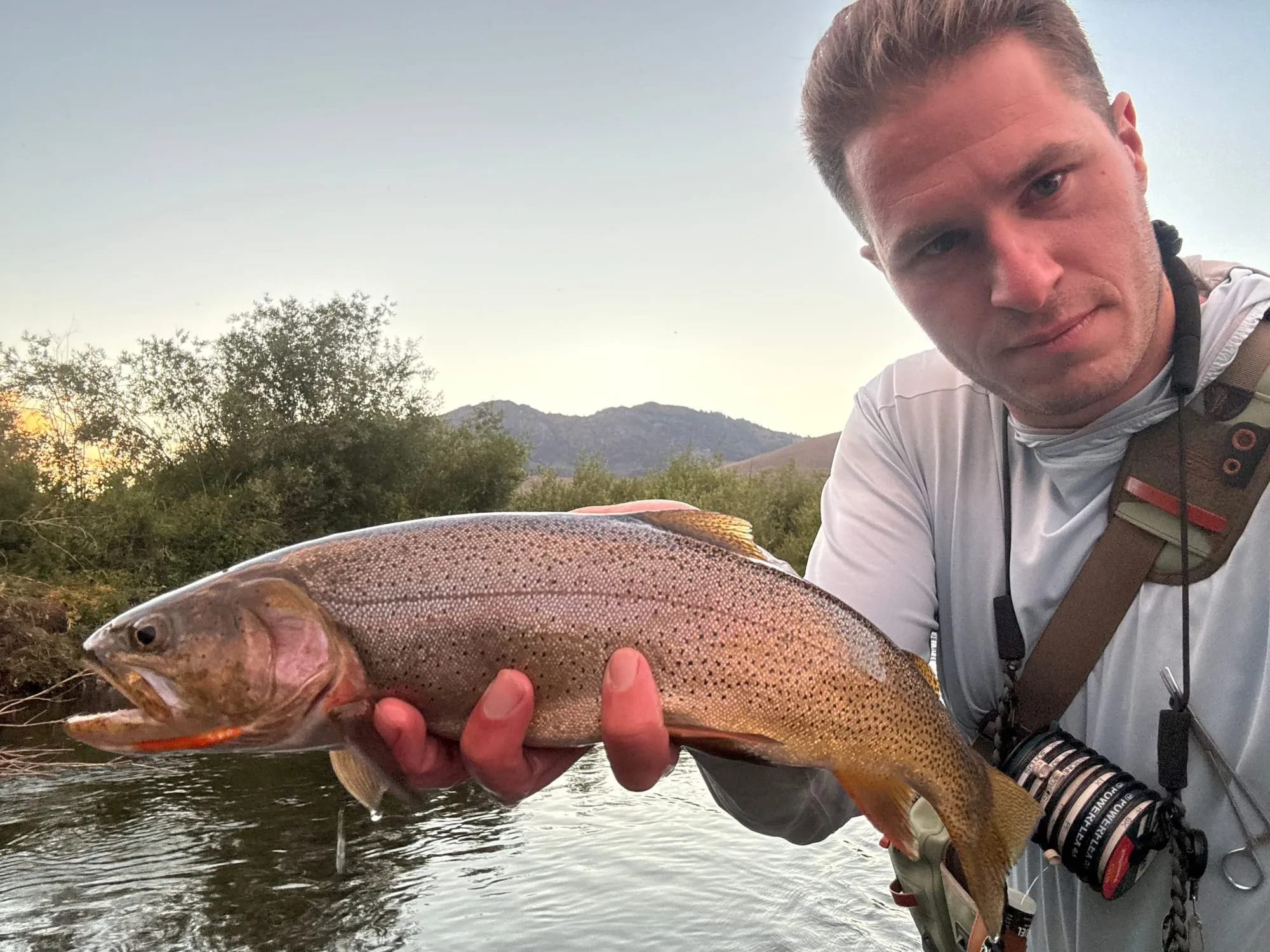 Cutthroat trout in evening light