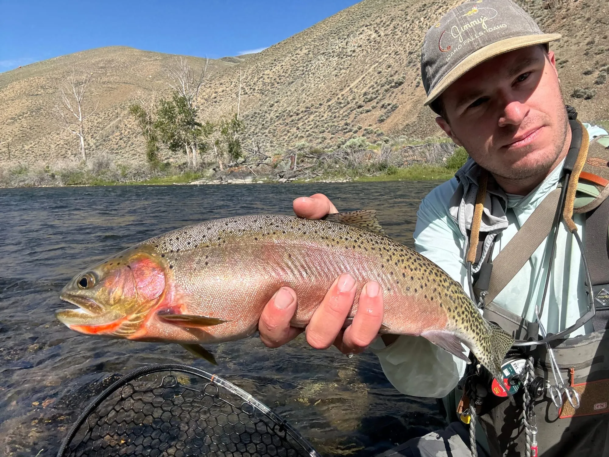 Rainbow trout over the net