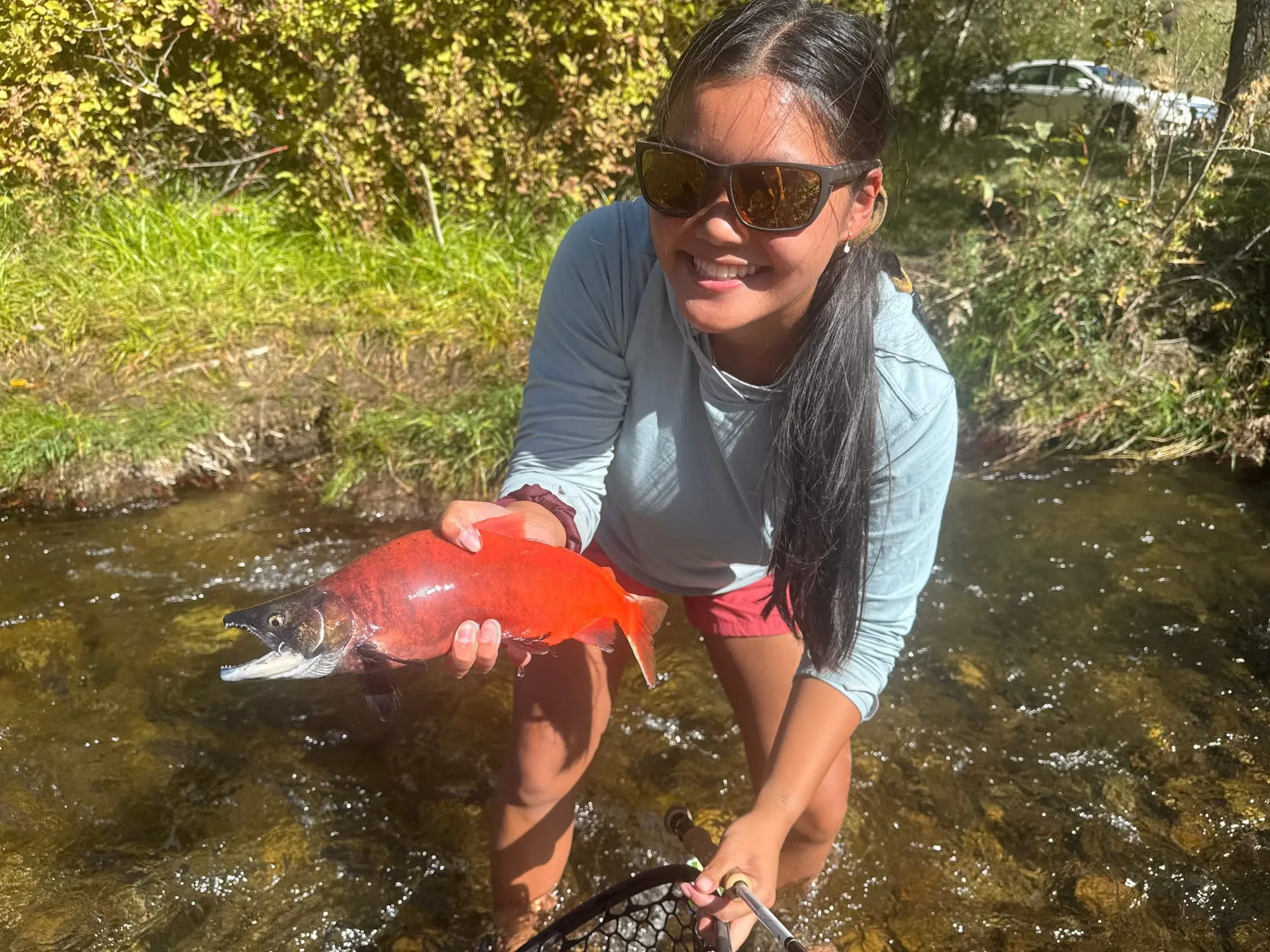 A bright red kokanee salmon in a creek