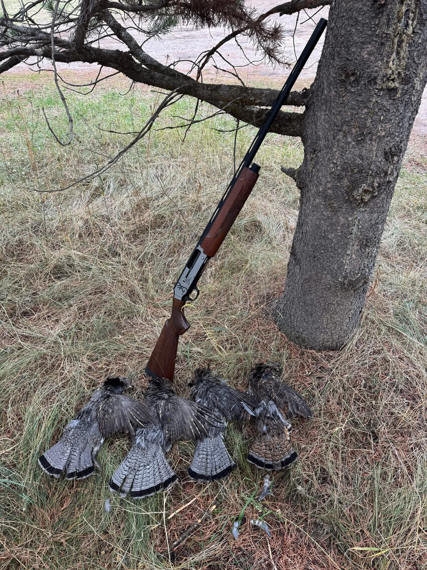 A morning’s birds laid out beneath a tree