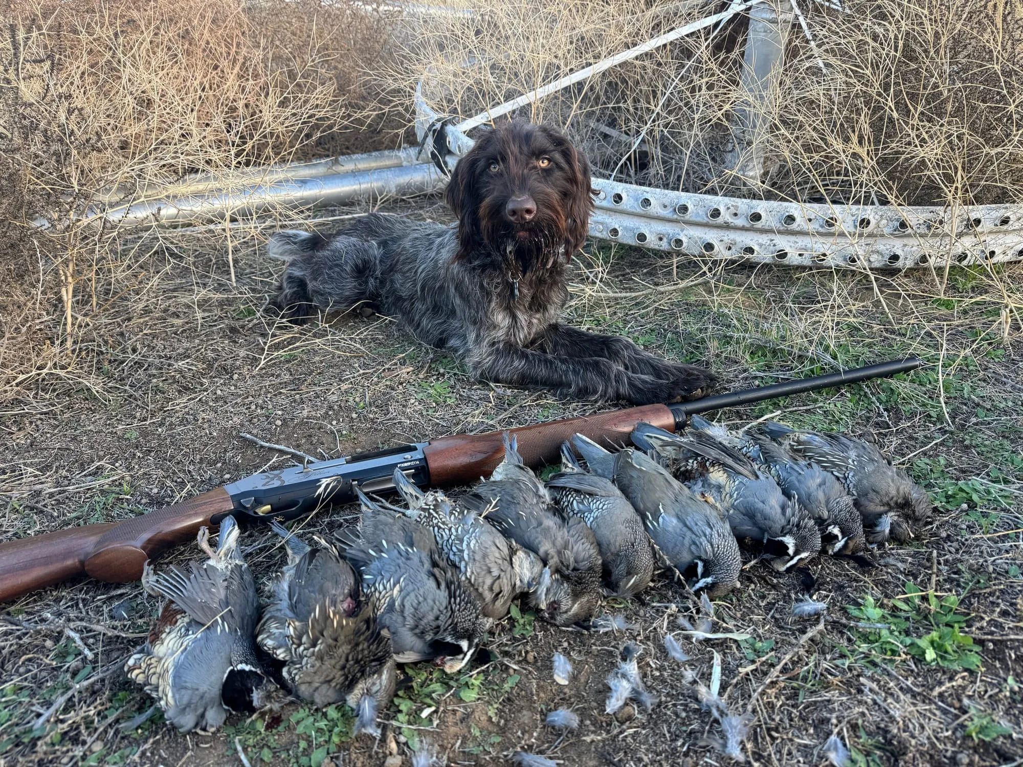 A strap of ducks and the shotgun with the dog behind