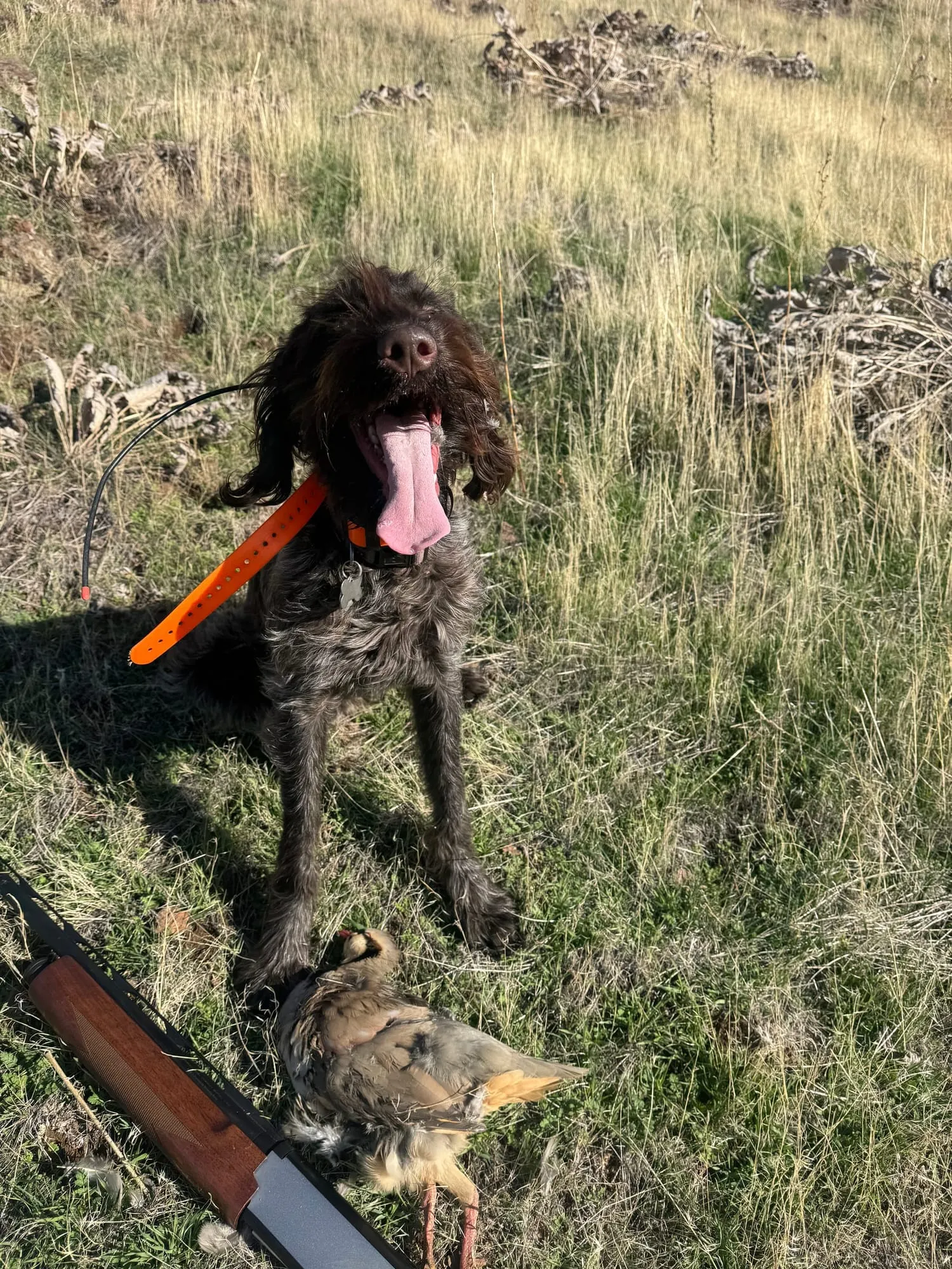 The dog with a chukar in the grass
