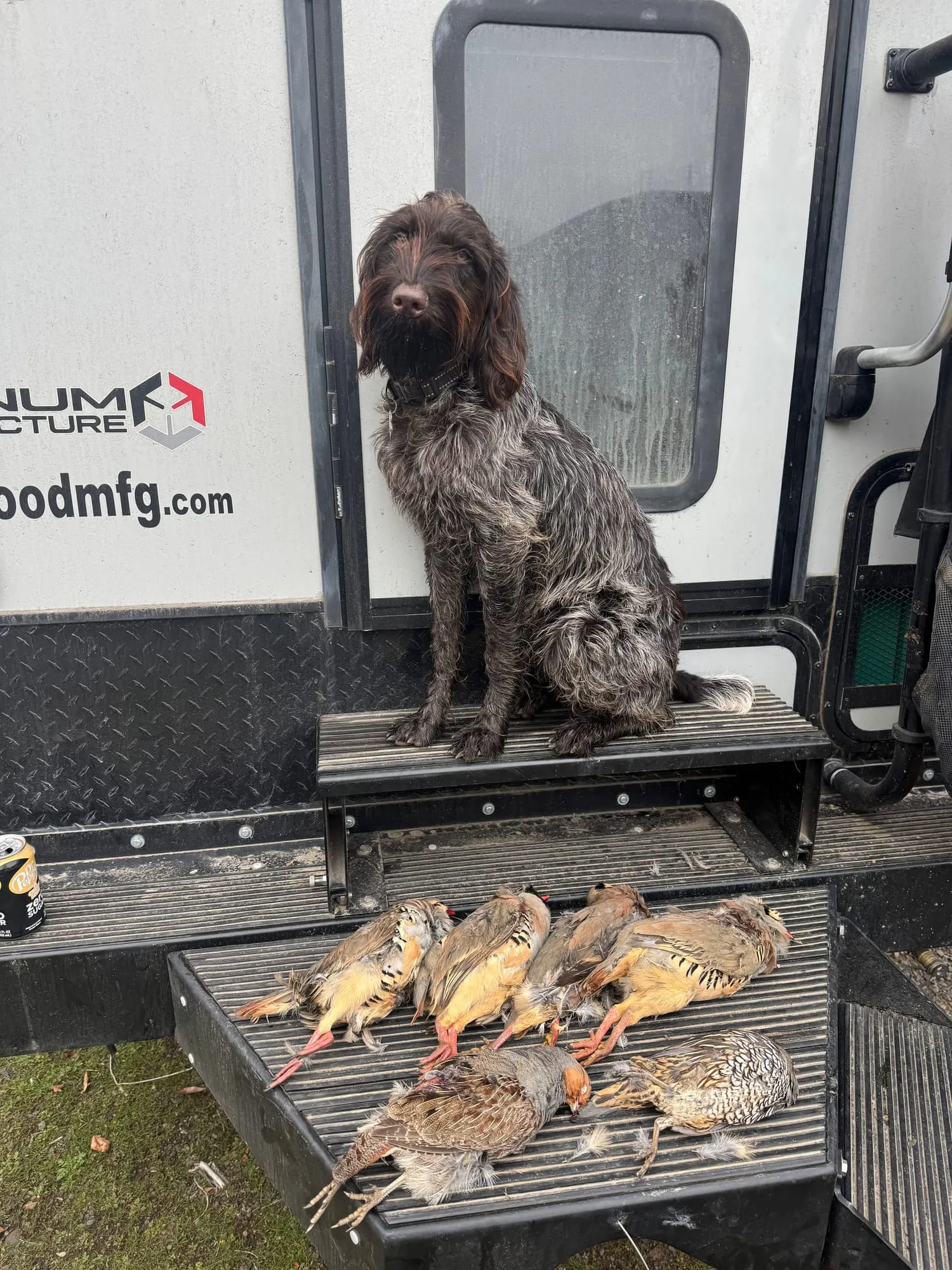The dog on the camper step with a day’s birds