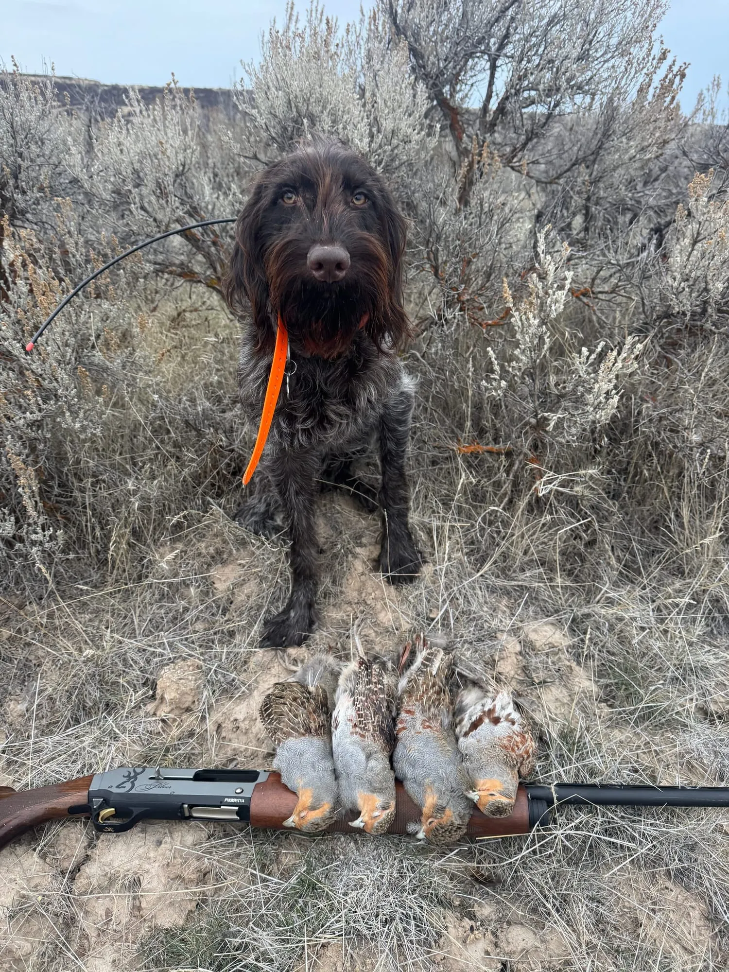 The dog in the sagebrush with a row of chukar