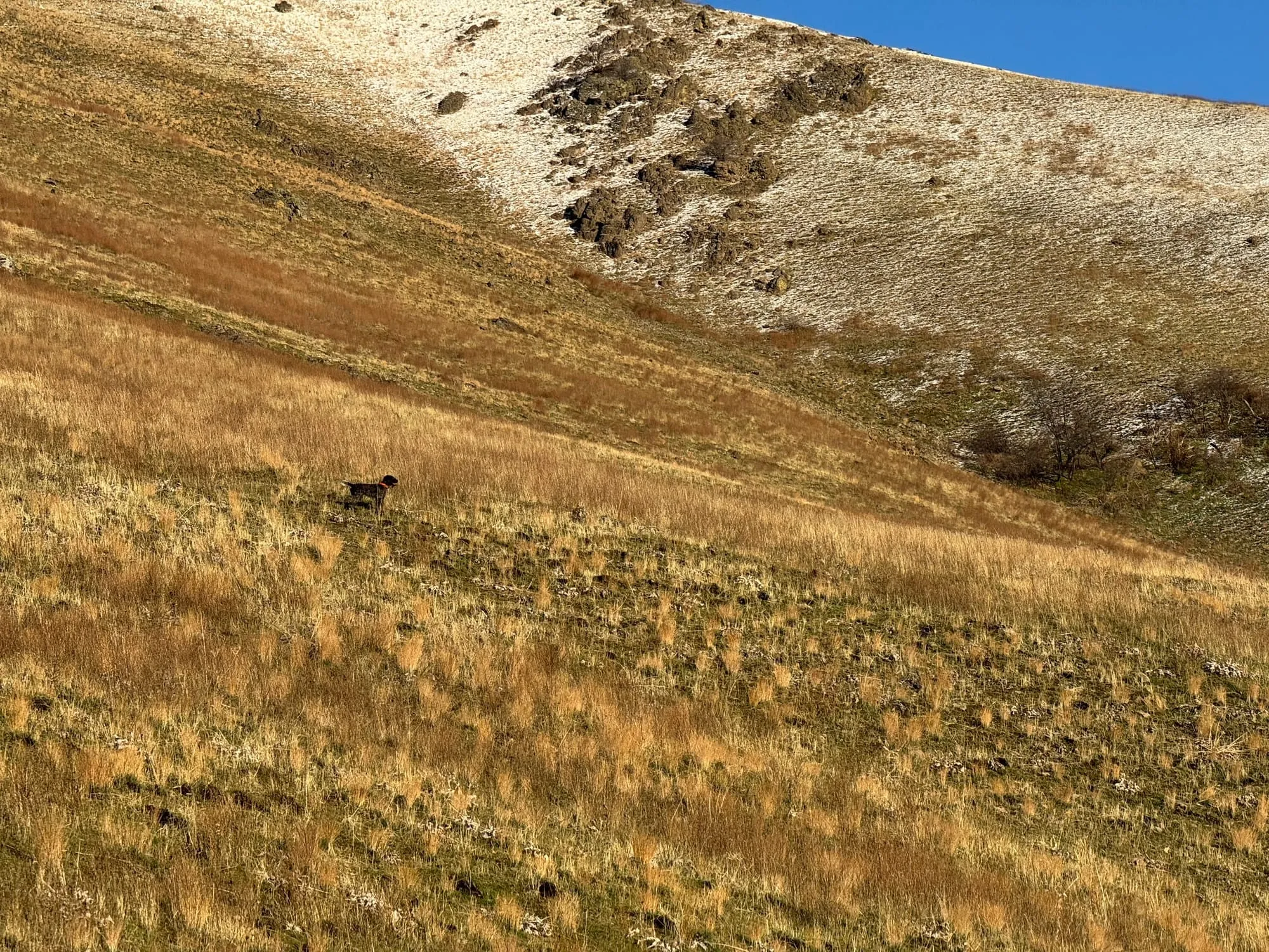 The dog working a golden hillside