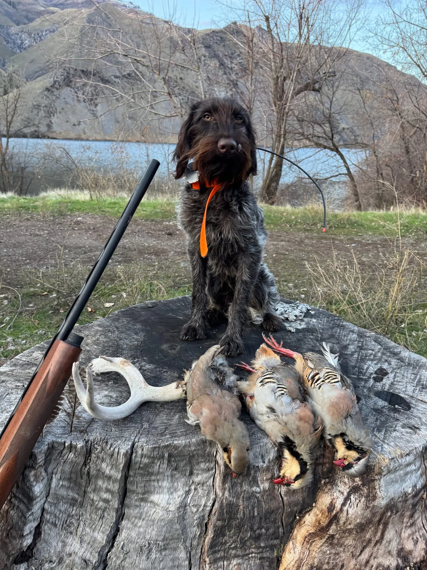 The dog on a stump with the last birds of the year