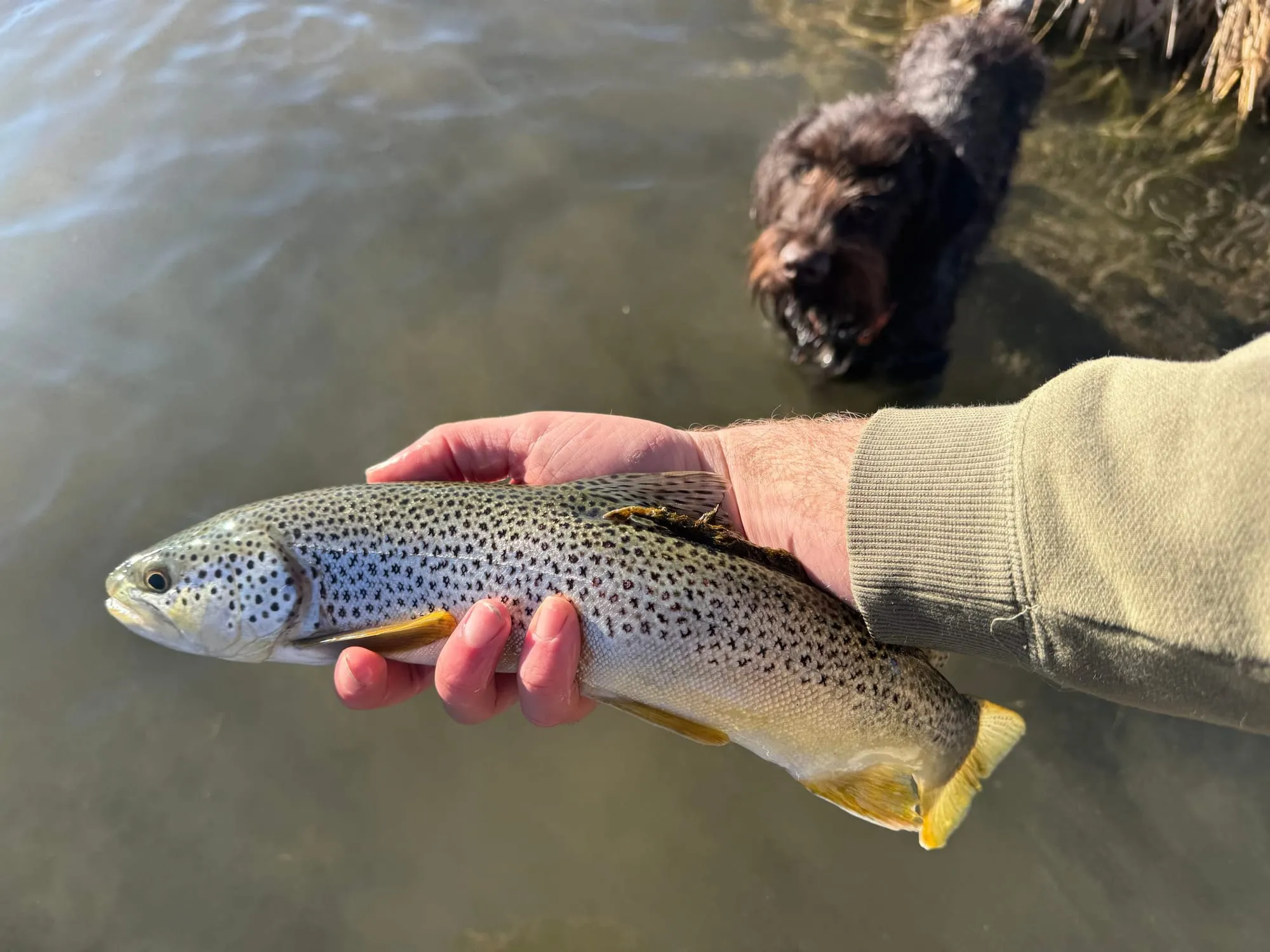 A winter brown trout with the dog swimming behind