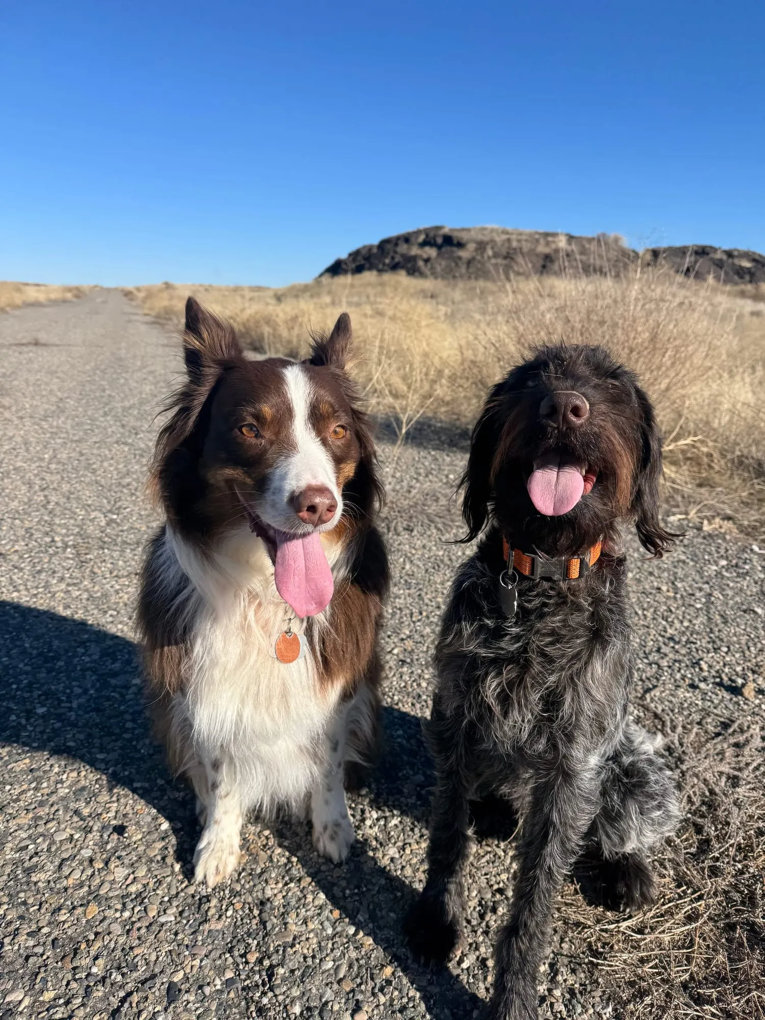 Both dogs on a desert trail