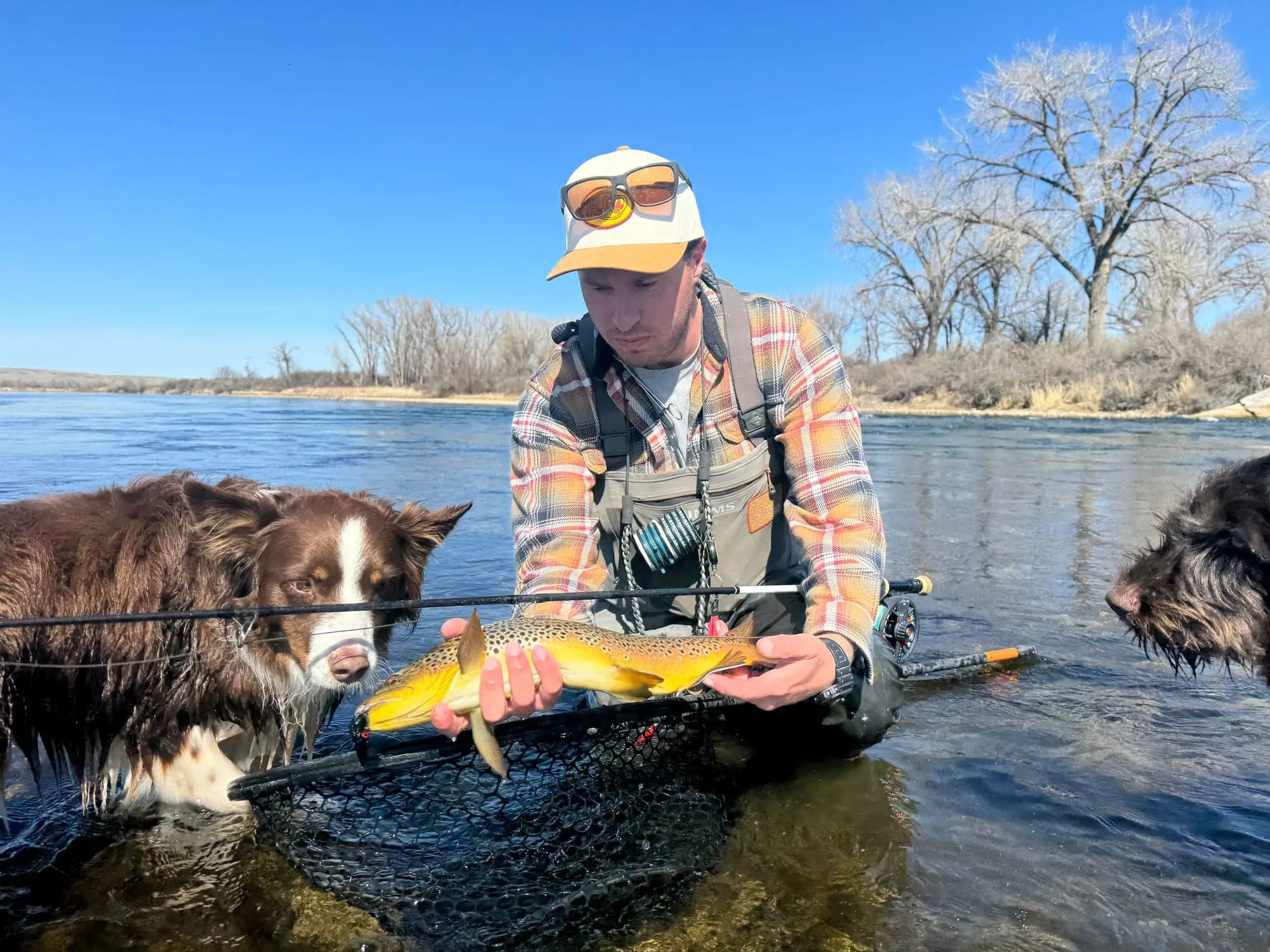 A brown trout with both dogs in the water