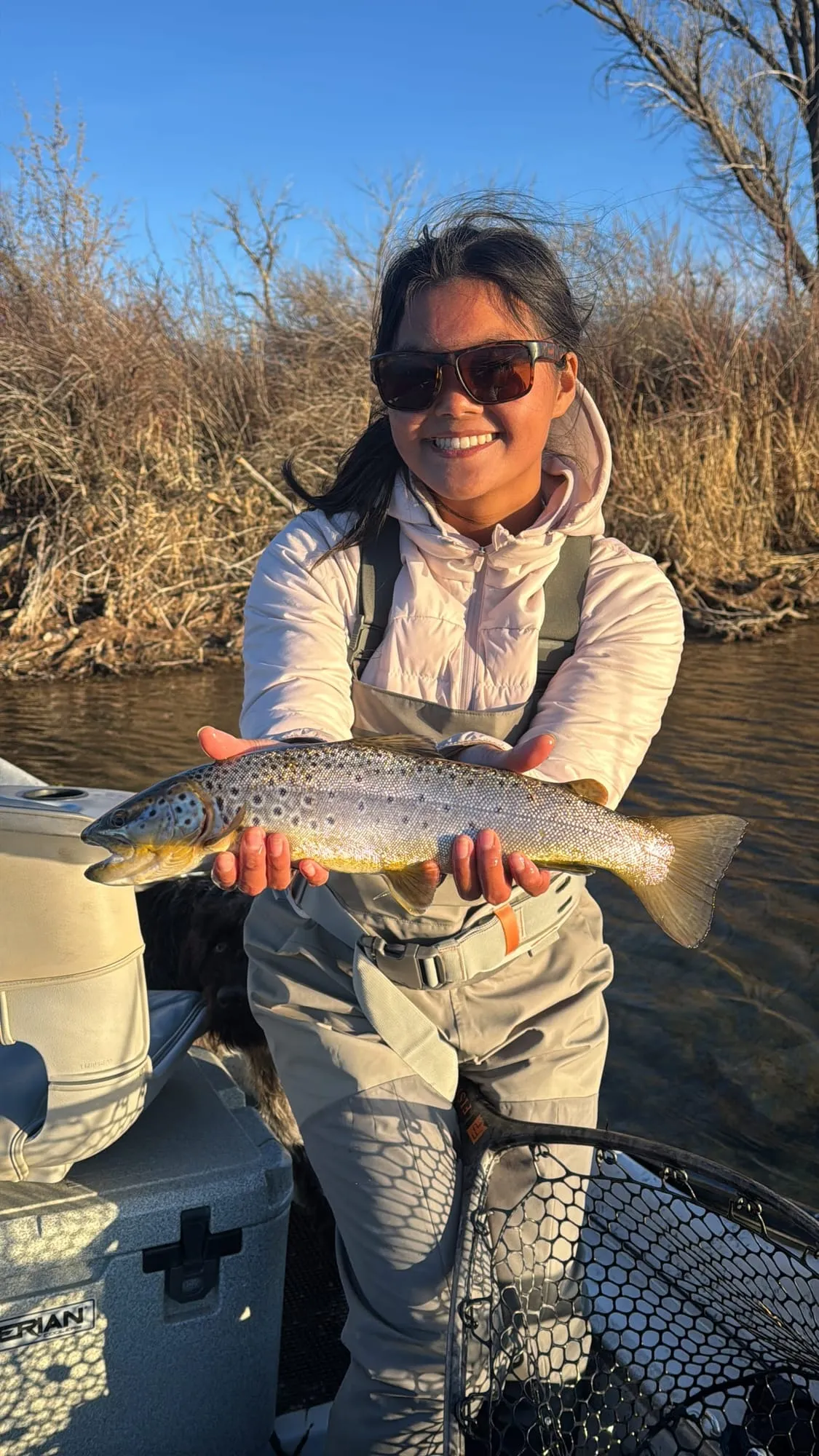 A brown trout in the boat at golden hour