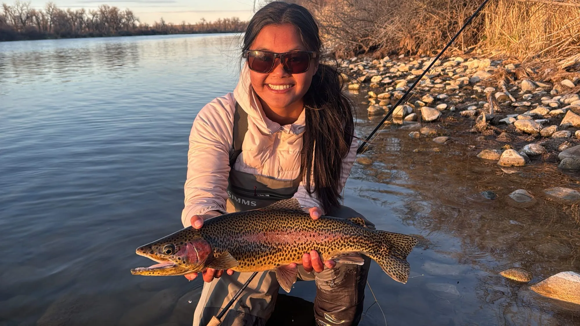 A big brown at sunset